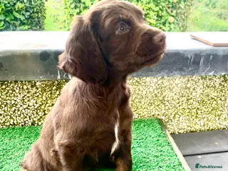 Cocker Spaniel dogs Sired from British Champion - Advert 12