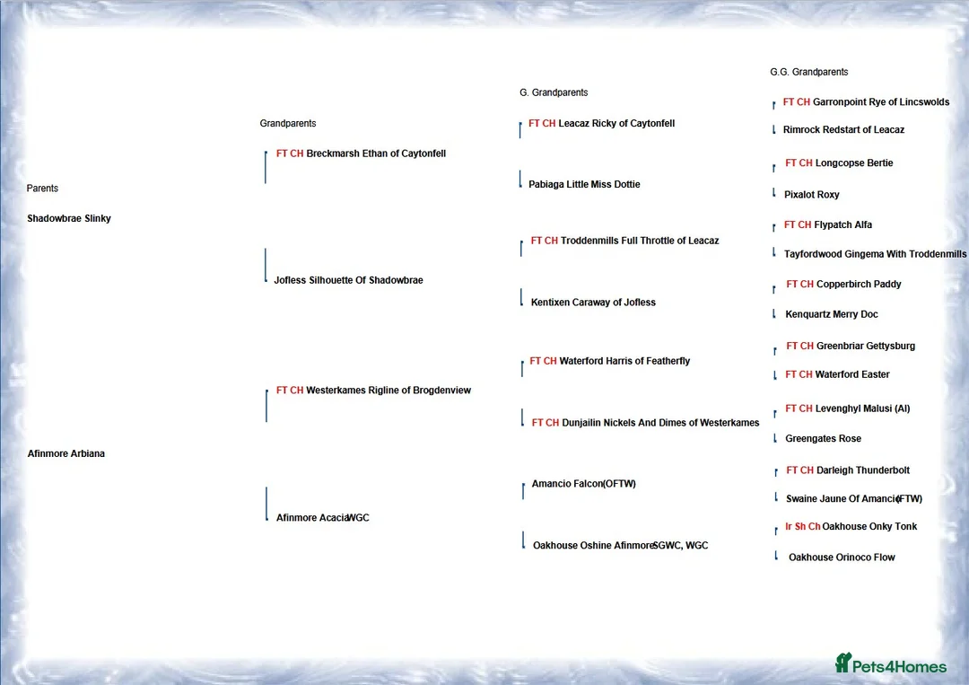 Labrador Retriever dogs for sale: Top quality black and yellow pups - Advert 7