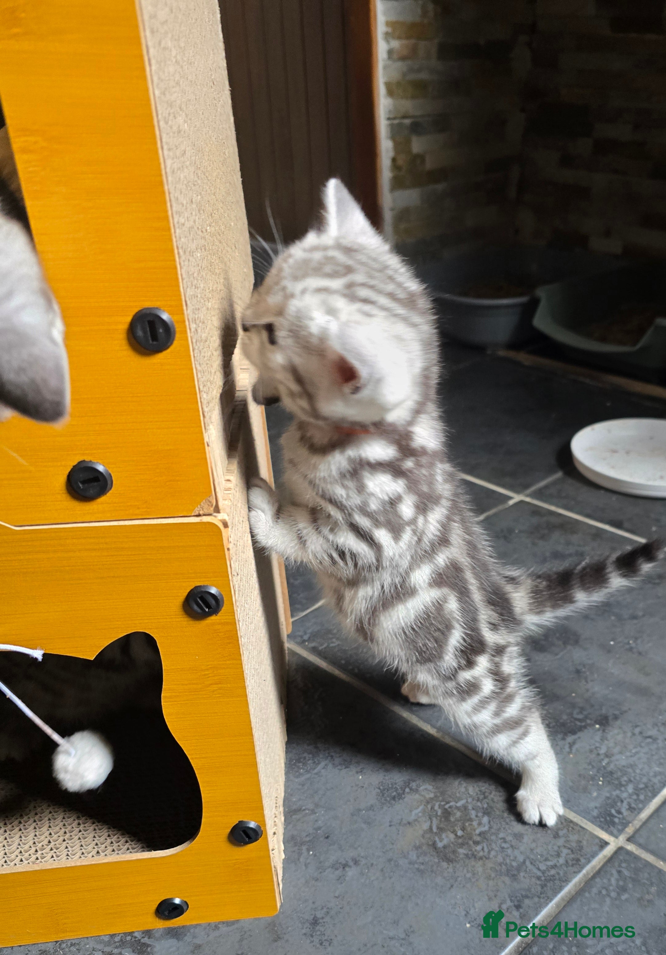 British Shorthair cats Beautiful bsh kittens  - Advert 1