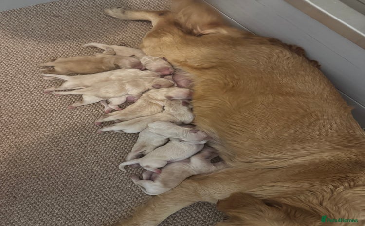 Golden Retriever dogs - Advert 13