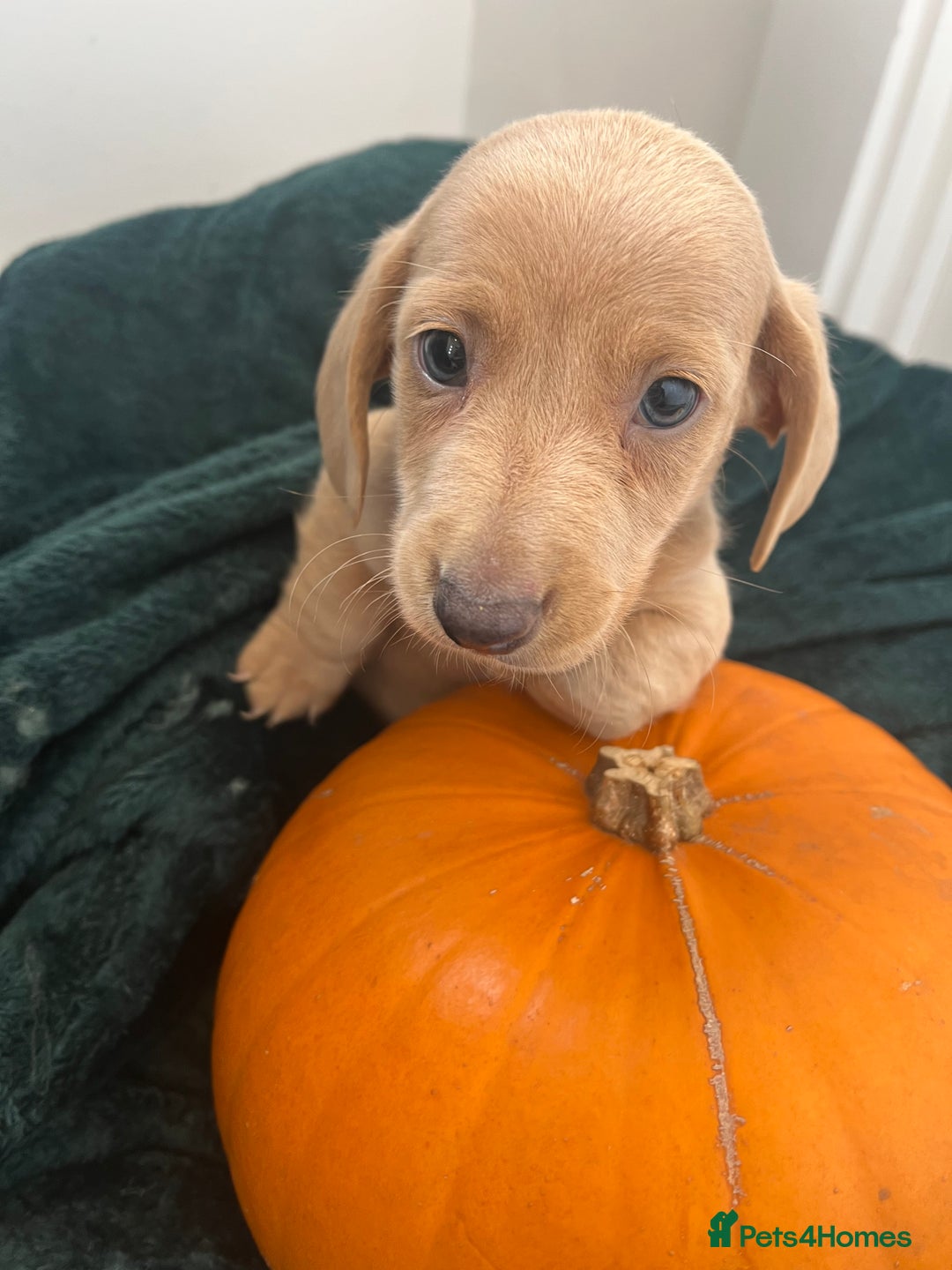 Dachshund dogs for sale: 6 beautiful dachshund puppies  - Image 11