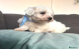 Maltese dogs for sale: Maltese puppies available 🩵🩷💚  - Image 3