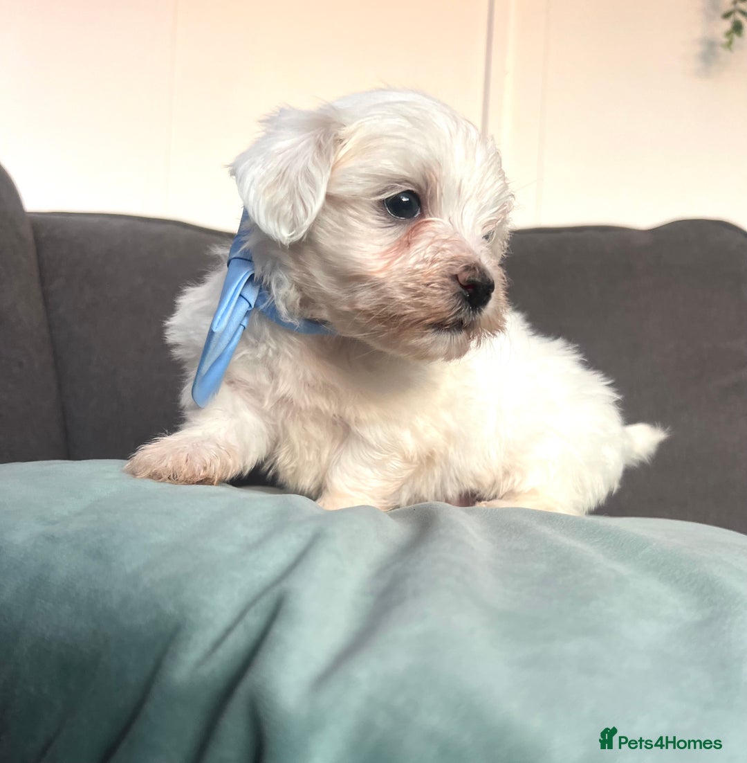 Maltese dogs for sale: Maltese puppies available 🩵🩷💚  - Image 3