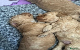 Cockapoo dogs for sale: Cockapoo Pups - Image 12