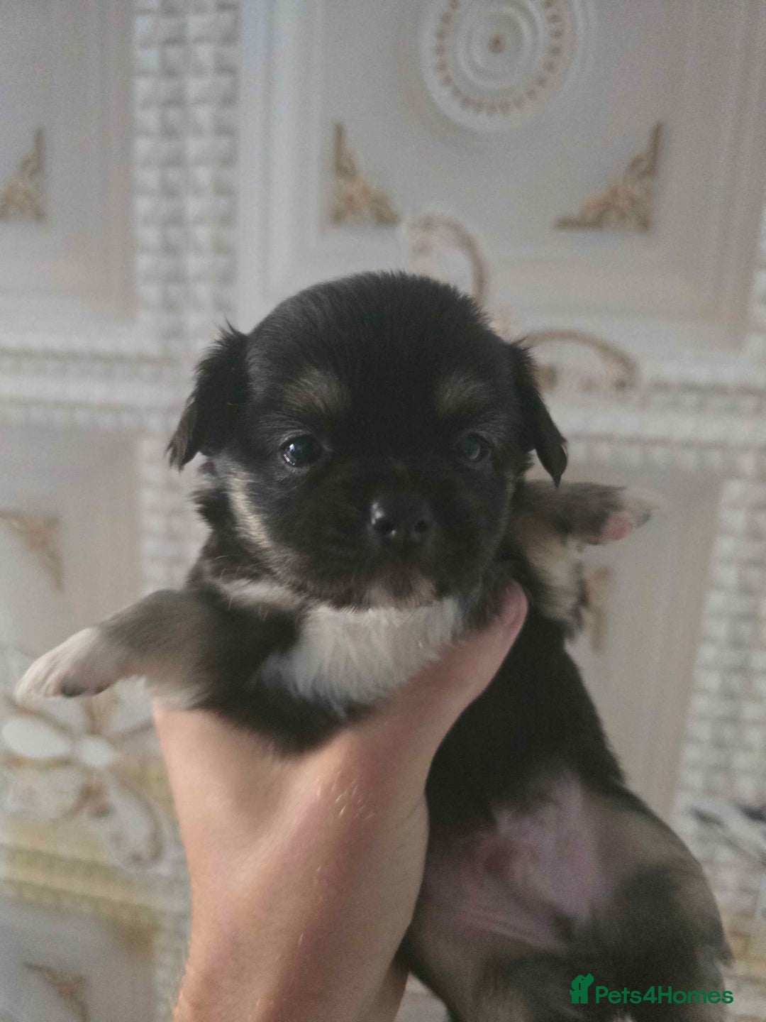 Chihuahua dogs for sale: 3 Adorable little princes chihuahua puppies - Image 35