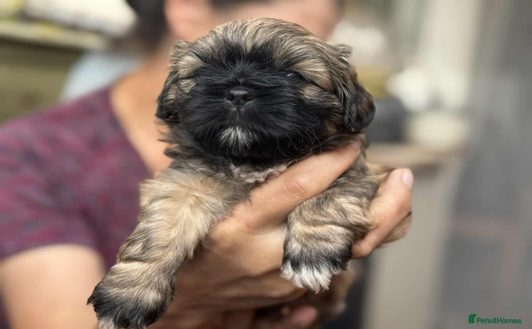 Shih Tzu dogs - Advert 1