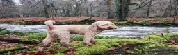 Mini Goldendoodle dogs for sale: Beautiful Mini Golden doodles available - Advert 3
