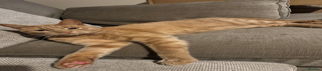 Milo
