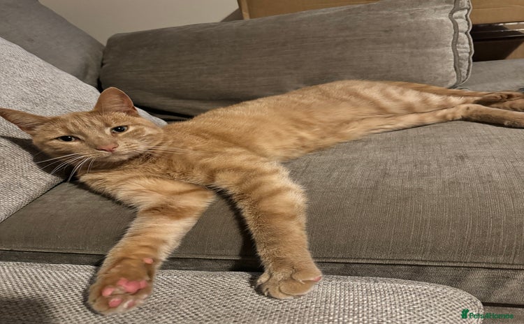 Mixed Breed cats - Advert 17
