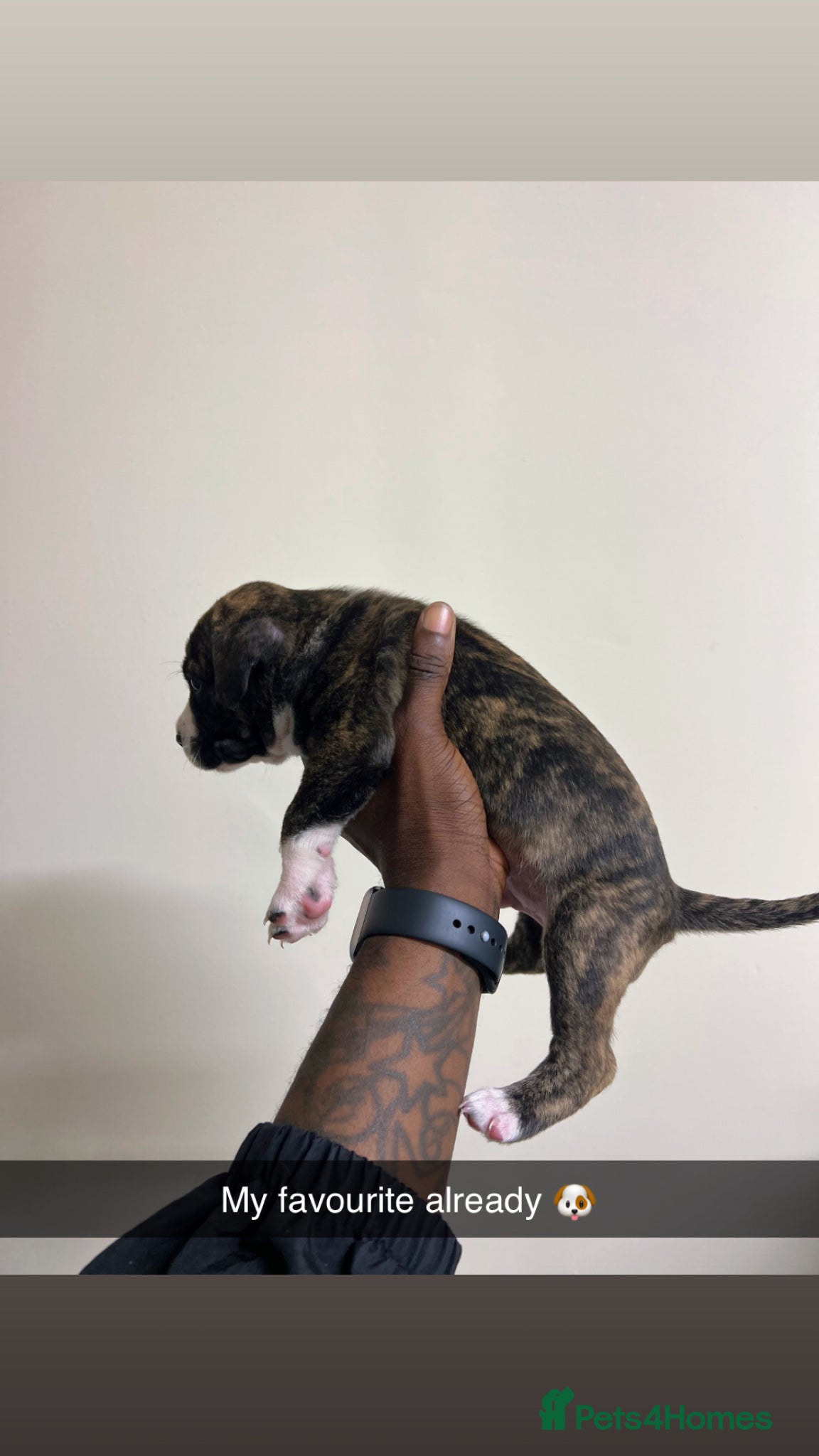 Staffordshire Bull Terrier dogs for sale: Beautiful Staffordshire Bull Terrier Mix Puppies in Manchester - Advert 15