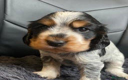 Cocker Spaniel dogs for sale: Show Cocel Spaniel- K.C. Reg. - Image 7