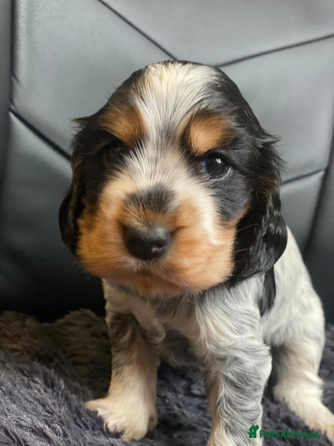 Cocker Spaniel dogs for sale: Show Cocel Spaniel- K.C. Reg. - Image 7