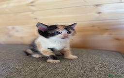 Ragdoll cats for sale: Ragdoll cross kittens  - Image 1