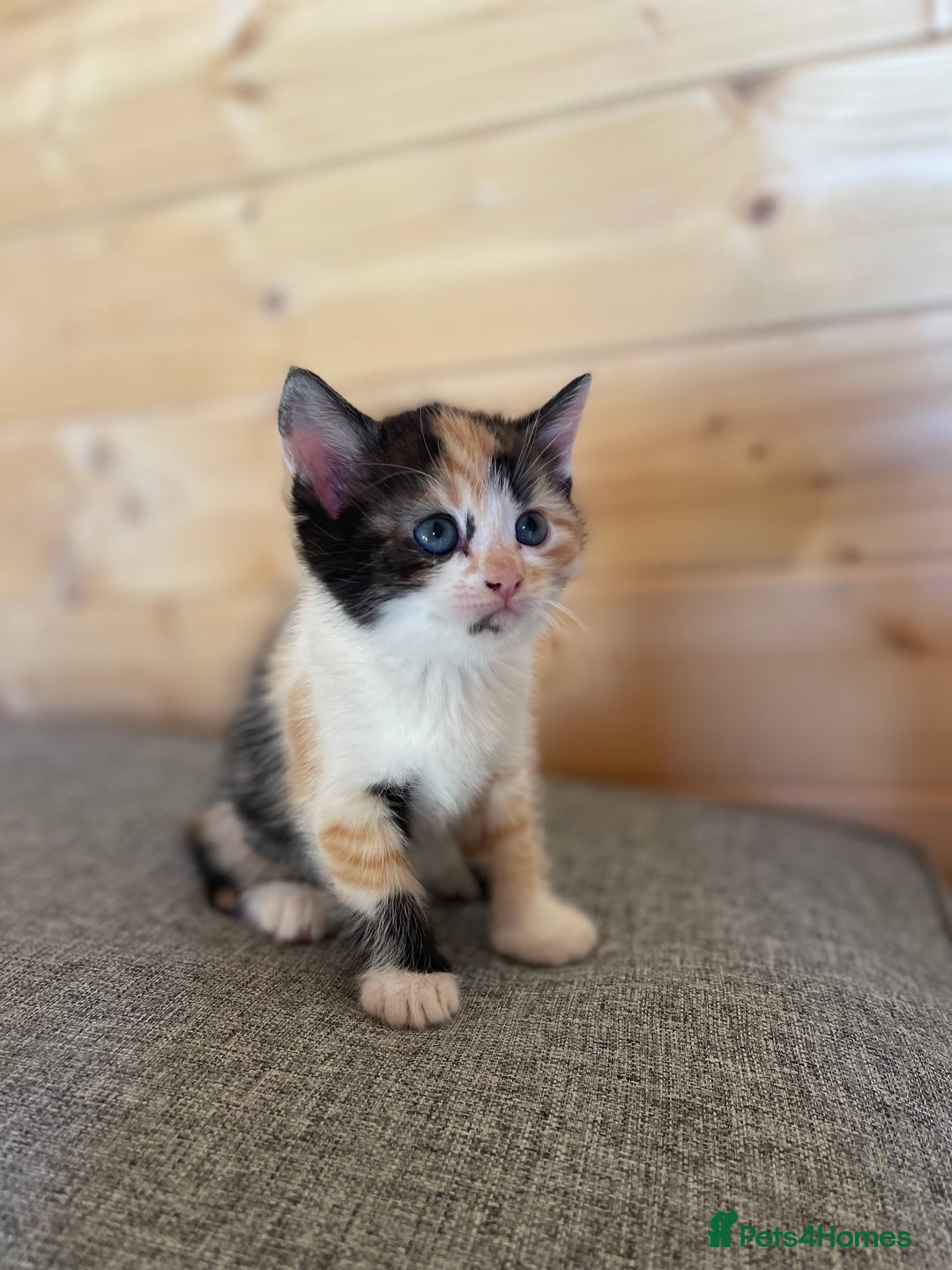 Ragdoll cats for sale: Ragdoll cross kittens  - Image 1