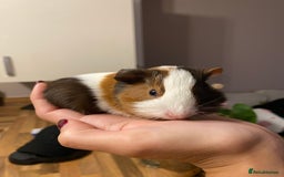 Guinea Pig rodents for sale: Baby female Guinea pigs - Image 8