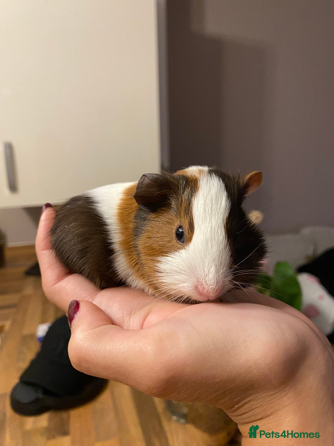 Guinea Pig rodents for sale: Baby female Guinea pigs - Image 8