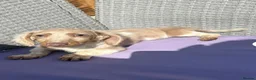 Miniature Dachshund dogs for sale: Long Haired Isabella & Tan Piebald Girl - Advert 4
