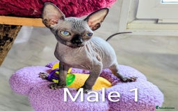Sphynx cats for sale: Canadian Sphynx TICA REGISTERED. - Image 16