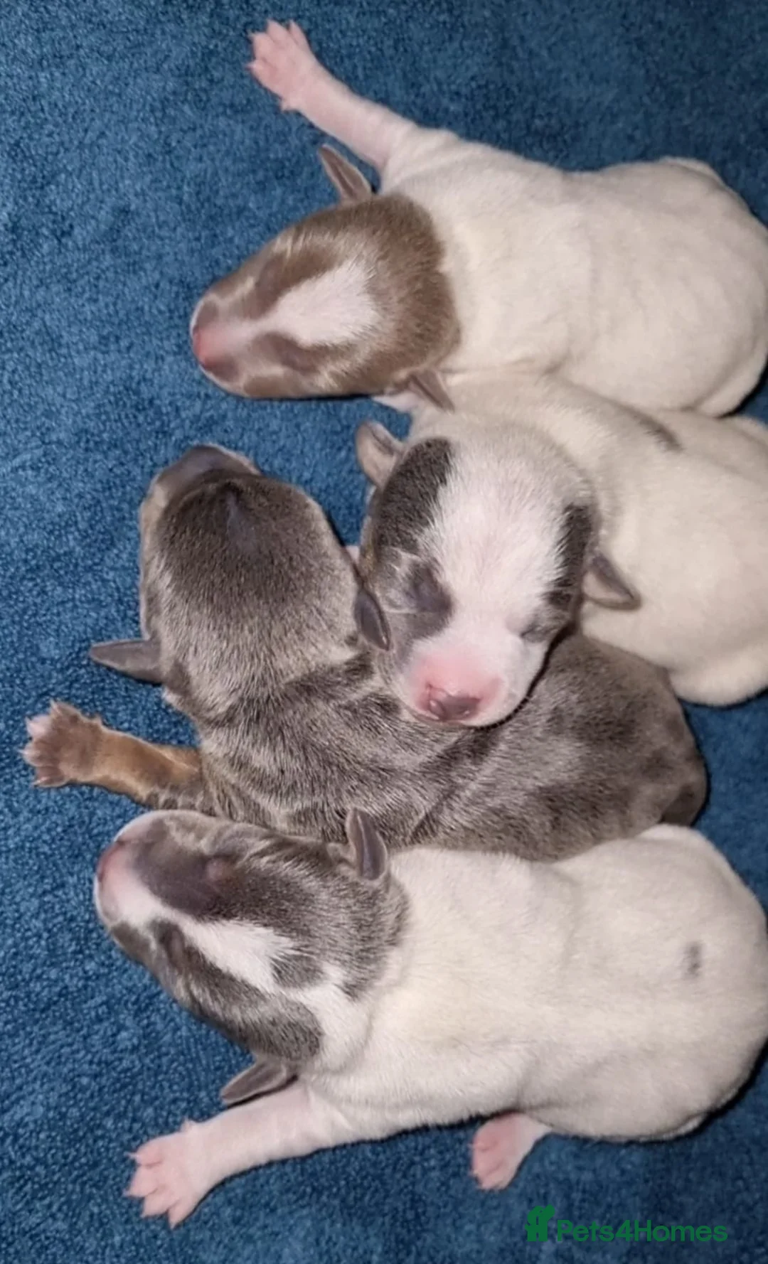 Jack Russell dogs for stud: Blue tri carrying chocolate miniature Jack Russell in Bradford - Advert 14