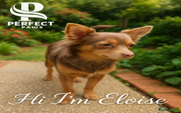 Pomchi dogs for sale:  **  Beautiful Pomchi loved & socialised  - Image 17