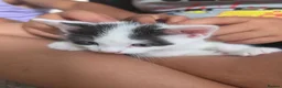 Brazilian Shorthair cats for sale: 4 georgous kittens looking for their forever home - Advert 12