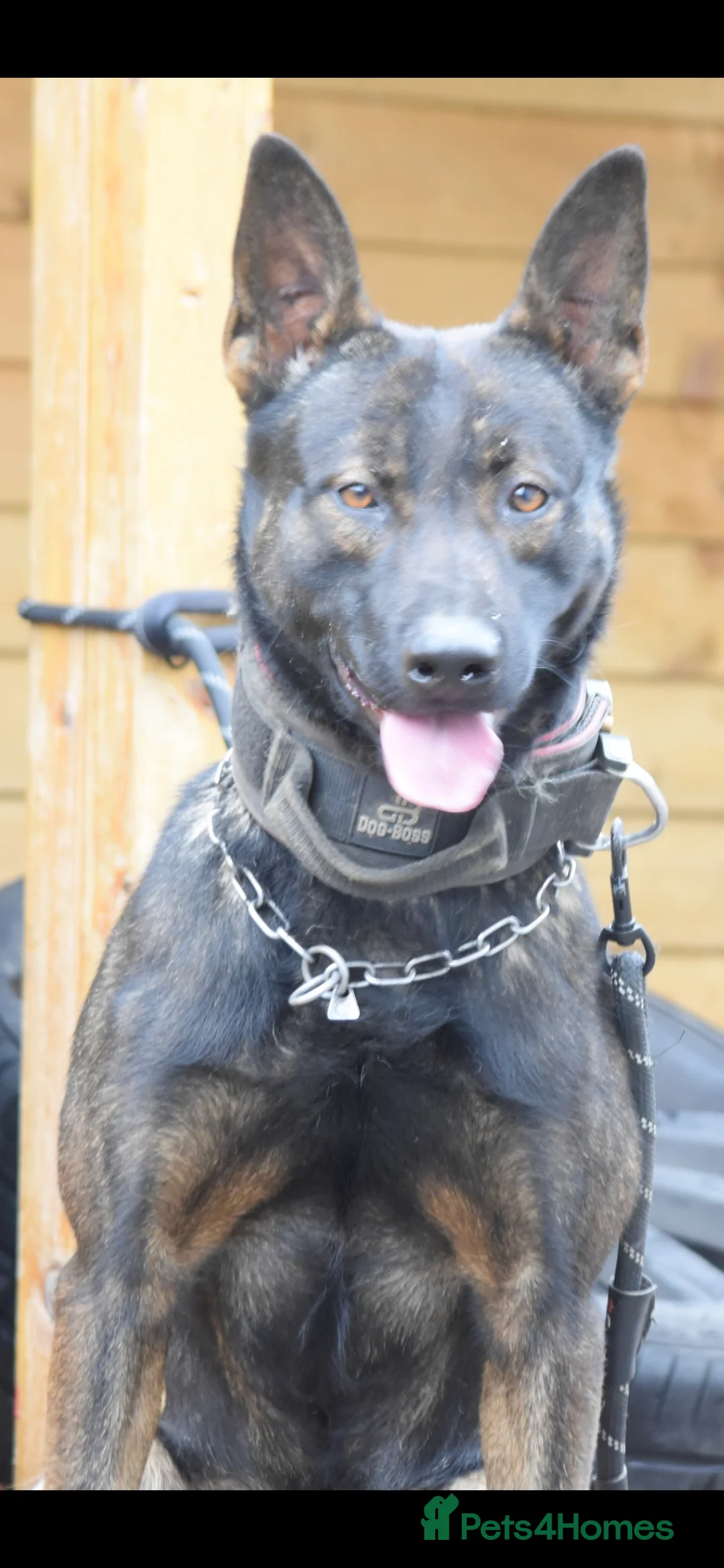 Belgian Shepherd Dog dogs for sale: Exclusive bloodlines  - Advert 31