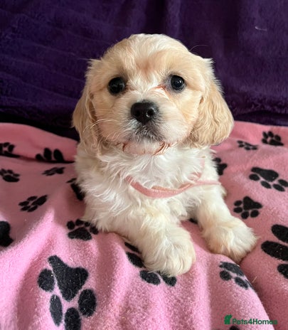 Cavachon dogs - Advert 3