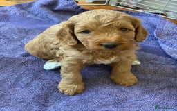 Cockapoo dogs for sale: Adorable Cockapoo Puppies  - Image 9