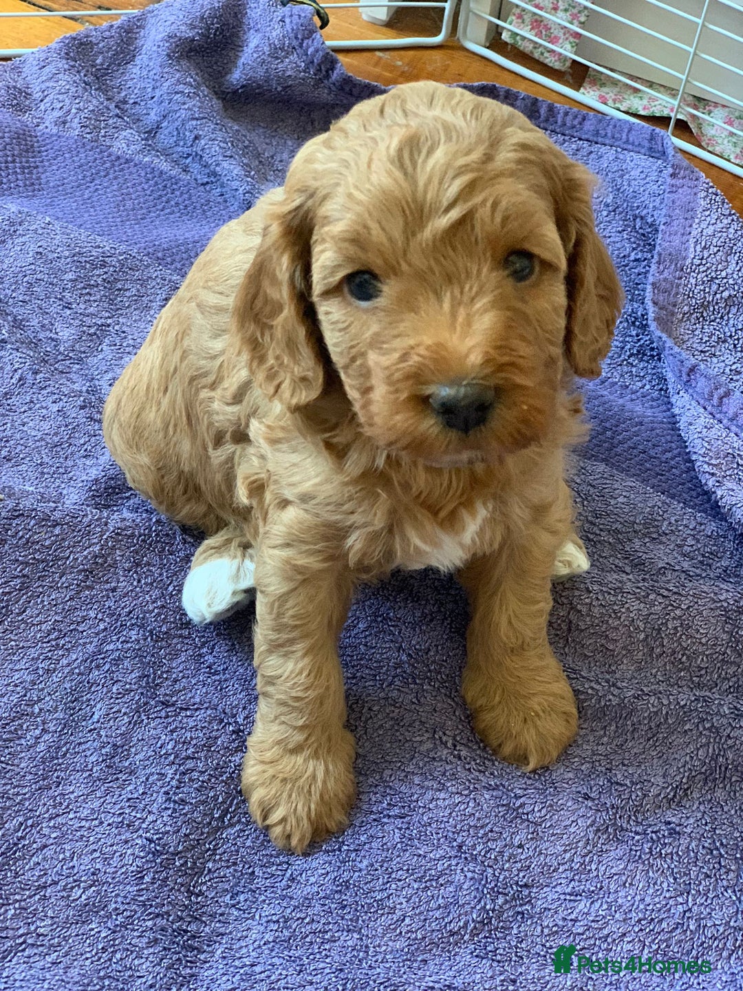 Cockapoo dogs for sale: Adorable Cockapoo Puppies  - Image 9