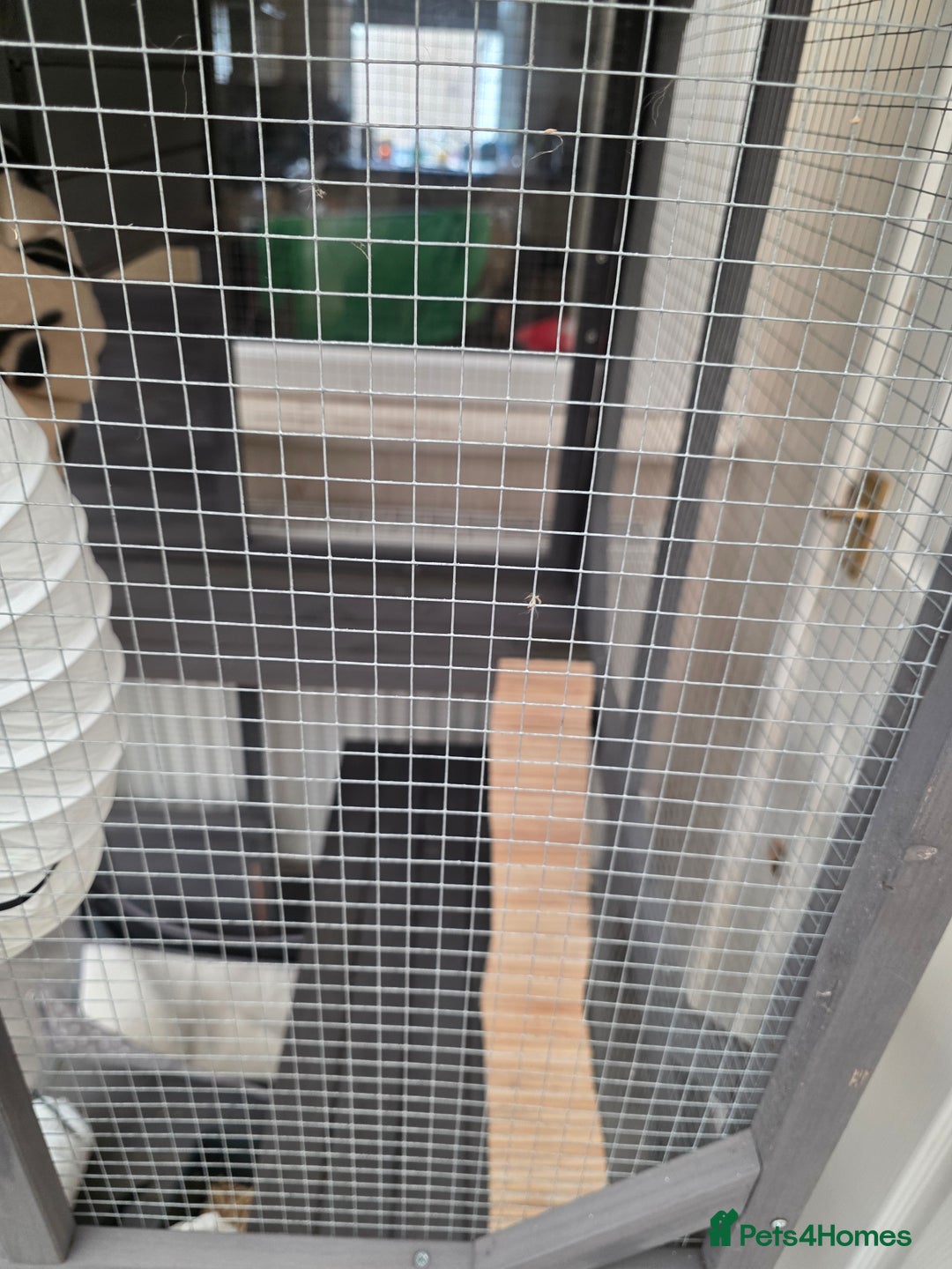 Ferret rodents for sale: 2x ferrets and full set up  - Image 5