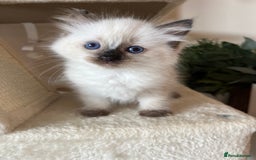 Ragdoll cats for sale: Pure Ragdoll kittens for sale london  - Image 5
