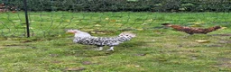 Chickens poultry for sale: Silver appenzeller Quartet - Advert 5