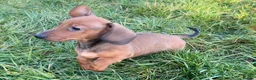 Dachshund dogs for sale: Champion Bred KC Smooth Dachshund Male Pup - Advert 9
