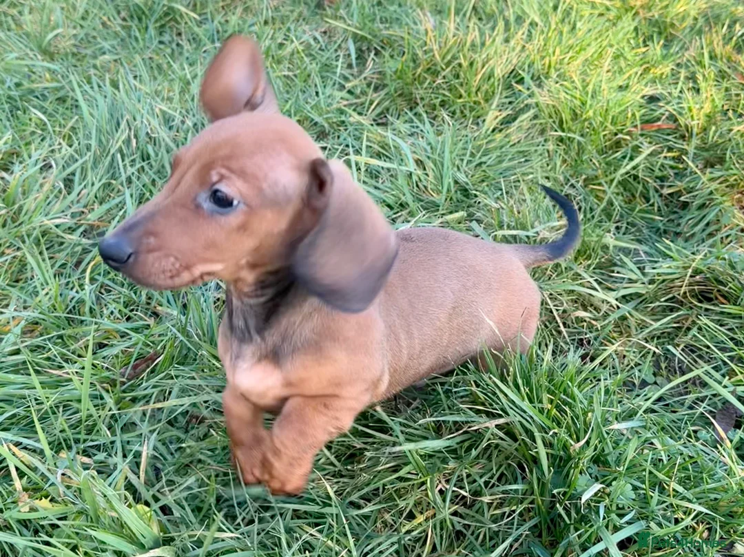 Dachshund dogs for sale: Champion Bred KC Smooth Dachshund Male Pup - Advert 9