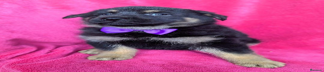 Purple Girl 