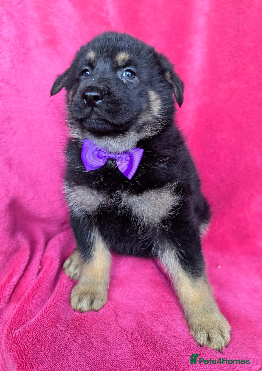 German Shepherd dogs for sale: Adorable German Shepherd puppies - Image 19