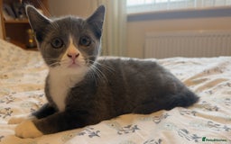 British Shorthair cats for sale: 5 BSH kittens available - Image 9
