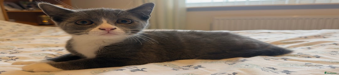 Grey and white 