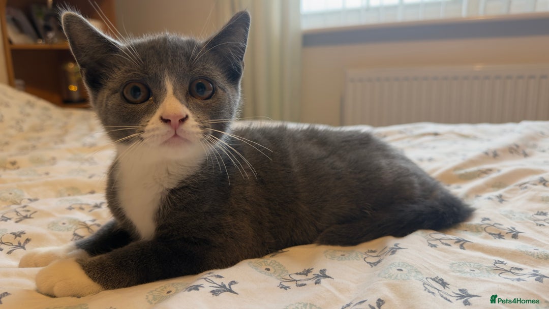 British Shorthair cats for sale: 5 BSH kittens available - Image 9