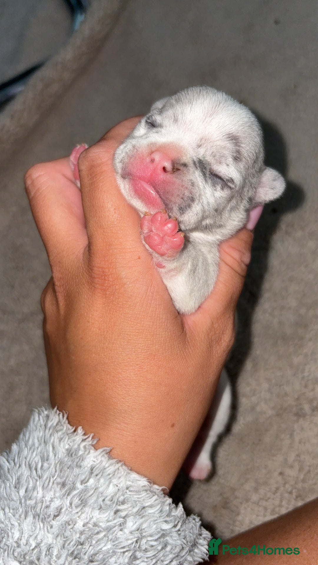 French Bulldog dogs for sale: French bulldog puppies  - Image 7
