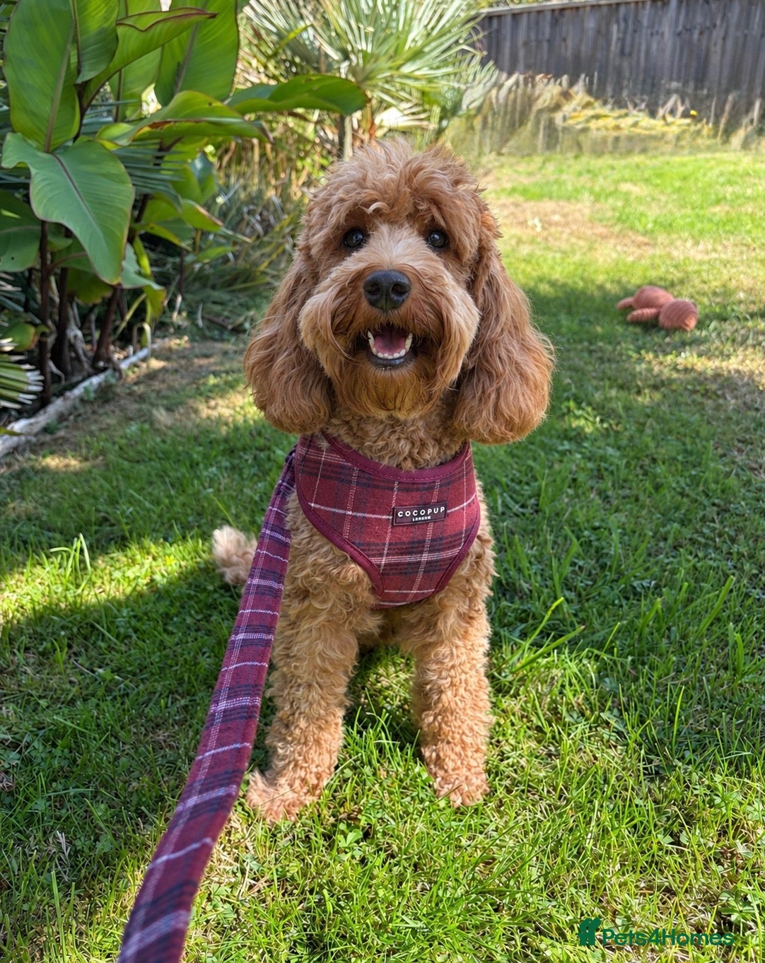 Cockapoo dogs Adult red cockapoo female  - Advert 1