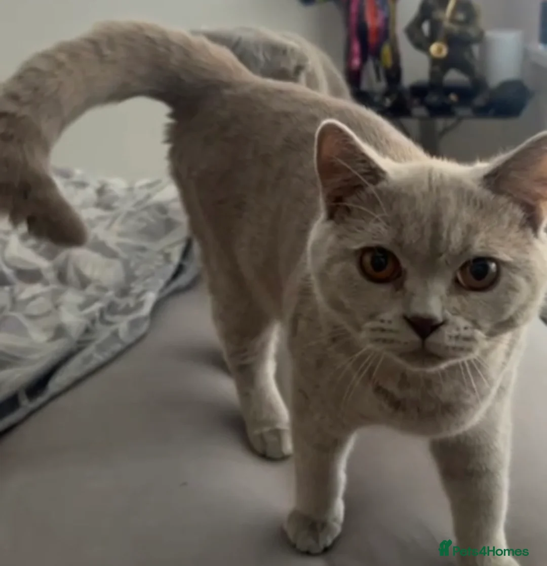 Scottish Fold cats for sale: Scotish fold  - Advert 3