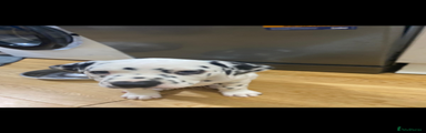 Dalmatian Puppy 2