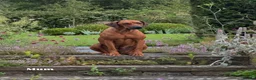 Rhodesian Ridgeback dogs for sale: 👑 Exceptional Rhodesian Ridgebacks Ready May 👑 - Advert 5