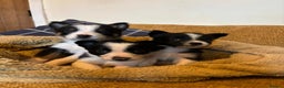 Border Collie dogs for sale: Stunning puppies. Parents health tested - Advert 7