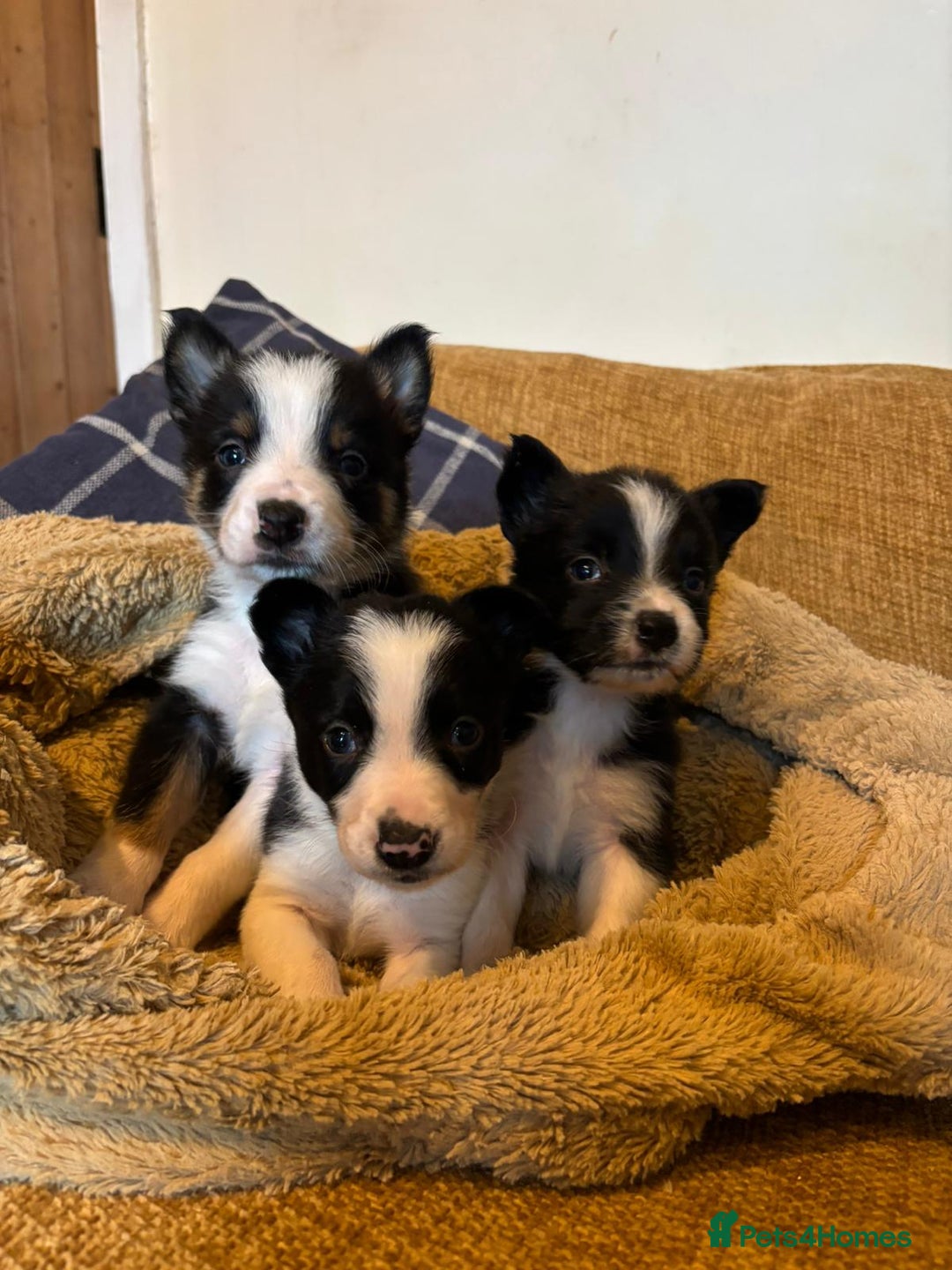 Border Collie dogs for sale: Stunning puppies. Parents health tested - Advert 7