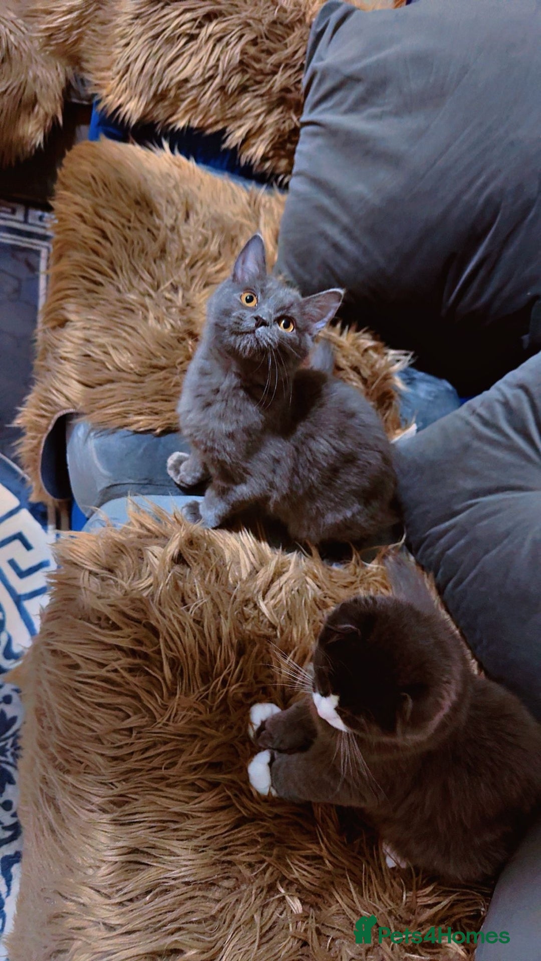 Scottish Fold cats for sale: 2 left Beautiful Scottish fold🧸🌹 - Advert 5