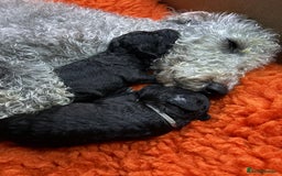 Bedlington Terrier dogs for sale: Beautiful baby Bedlington Terriers - Image 10
