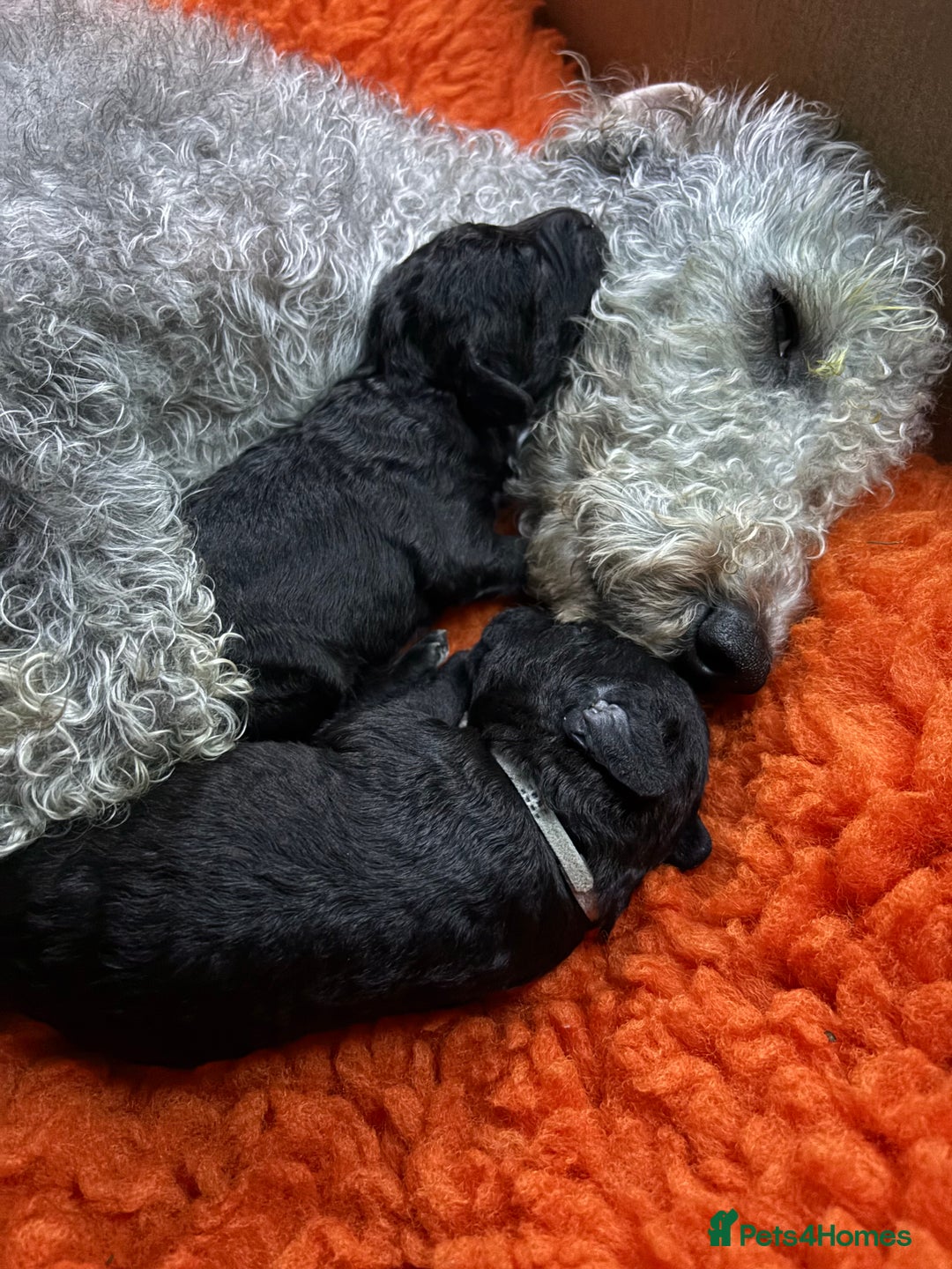 Bedlington Terrier dogs for sale: Beautiful baby Bedlington Terriers - Image 10