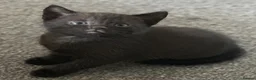 Domestic Shorthair cats for sale: Beautiful kittens - Advert 26